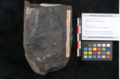Foto (Objekt + Etikett) von Asplenium hochstetteri Unger (NHMW-GEO-2024-0188-10304)